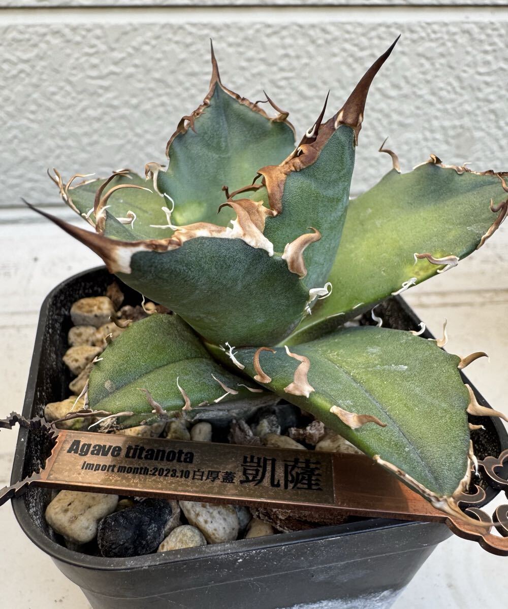 白厚蓋凱薩 シーザー オテロイ アガベ チタノタ Agave 発根済子株 優良血統_画像3