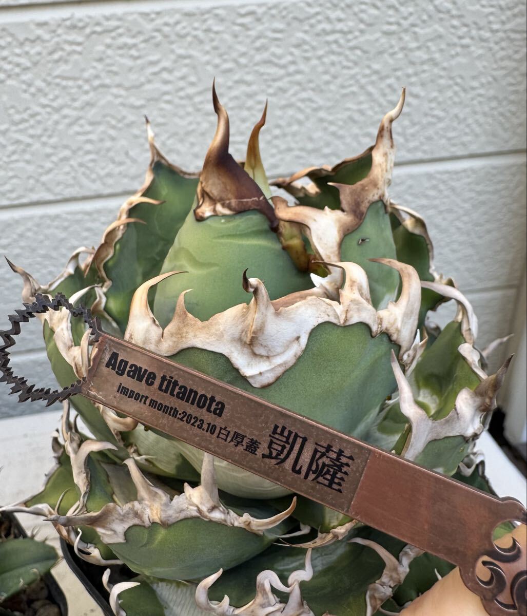 白厚蓋凱薩 シーザー オテロイ アガベ チタノタ Agave 発根済子株 優良血統_画像2