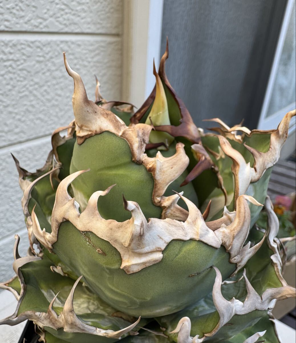 白厚蓋凱薩 シーザー オテロイ アガベ チタノタ Agave 発根済子株 優良血統_画像1