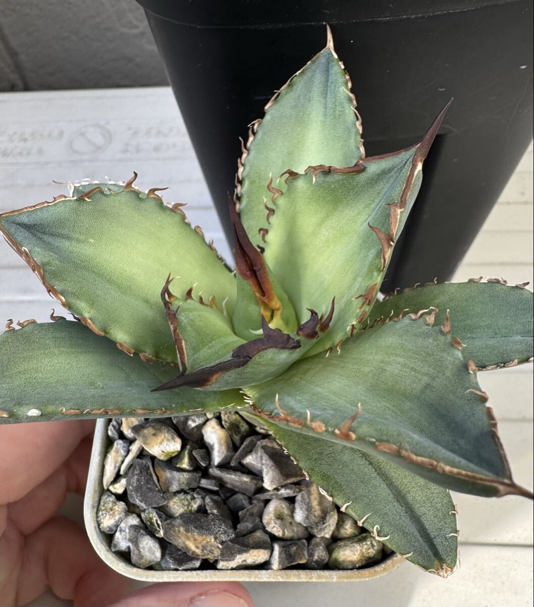 毒刺産 亞瑟王 king arthur キングアーサー 発根済子株 アガベ チタノタ オテロイ_画像7