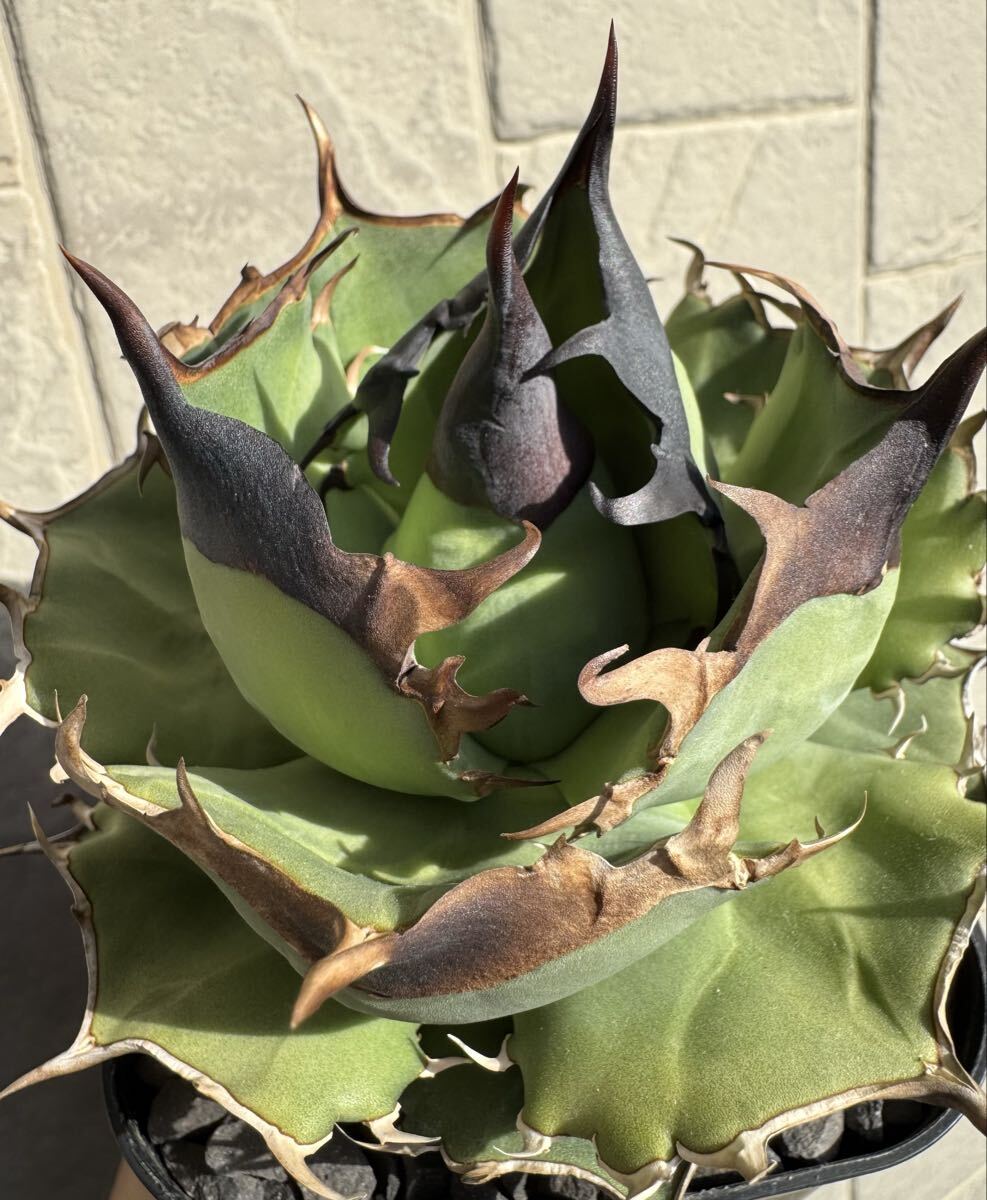 毒刺産 亞瑟王 king arthur キングアーサー 発根済子株 アガベ チタノタ オテロイ_画像1