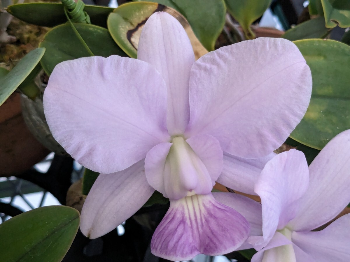 洋蘭 原種 カトレア C.walkeriana coerulea 'Blue Diamond Ⅱ' (OG)_画像1