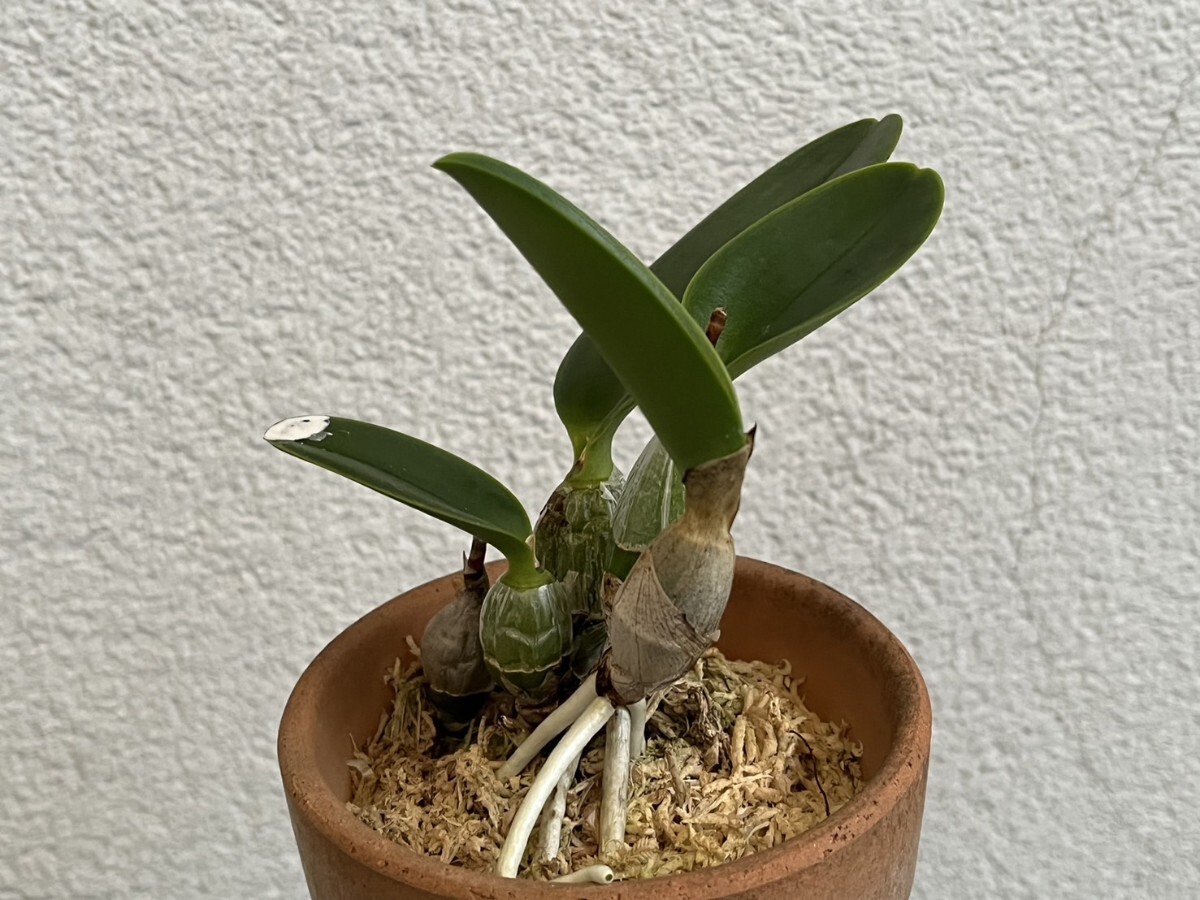 洋蘭 原種 カトレア C.walkeriana coerulea 'Blue Diamond Ⅱ' (OG)_画像4