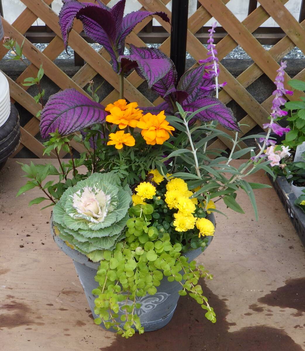 ●花束みたいな寄せ植え●アンティークプランター●ストロビランテス＊フジバカマ＊マリーゴールド＊葉牡丹＊リシマキア●現品●同梱可能●_画像10