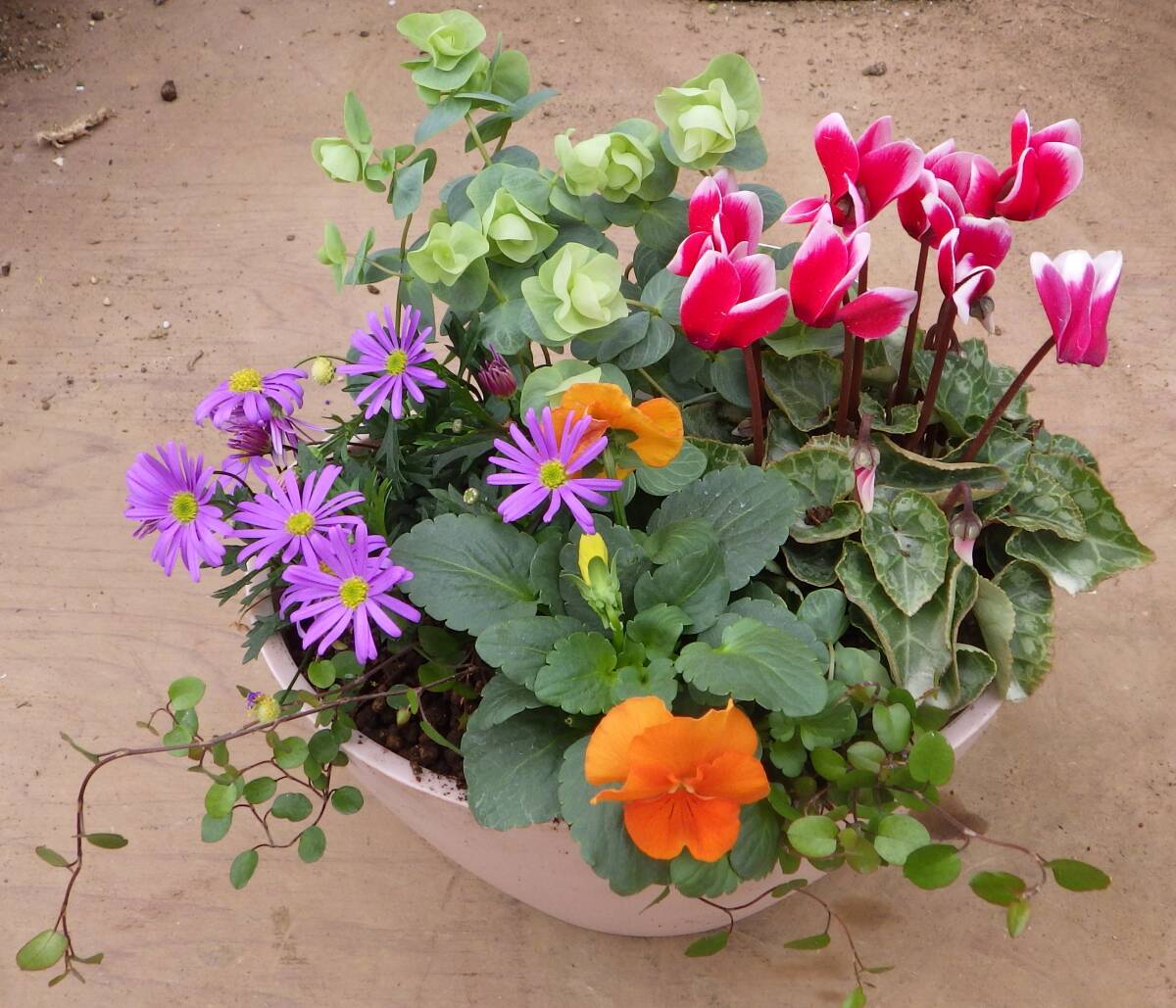 ●花束みたいな寄せ植え●楕円の小さなプランター●オレガノ＊シクラメン＊ブラキカム＊ビオラ＊ワイヤープランツ●現品●同梱可能●_画像8