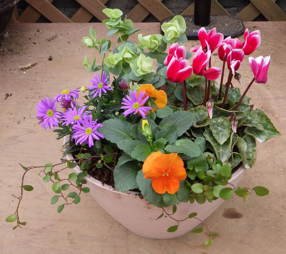 ●花束みたいな寄せ植え●楕円の小さなプランター●オレガノ＊シクラメン＊ブラキカム＊ビオラ＊ワイヤープランツ●現品●同梱可能●_画像10