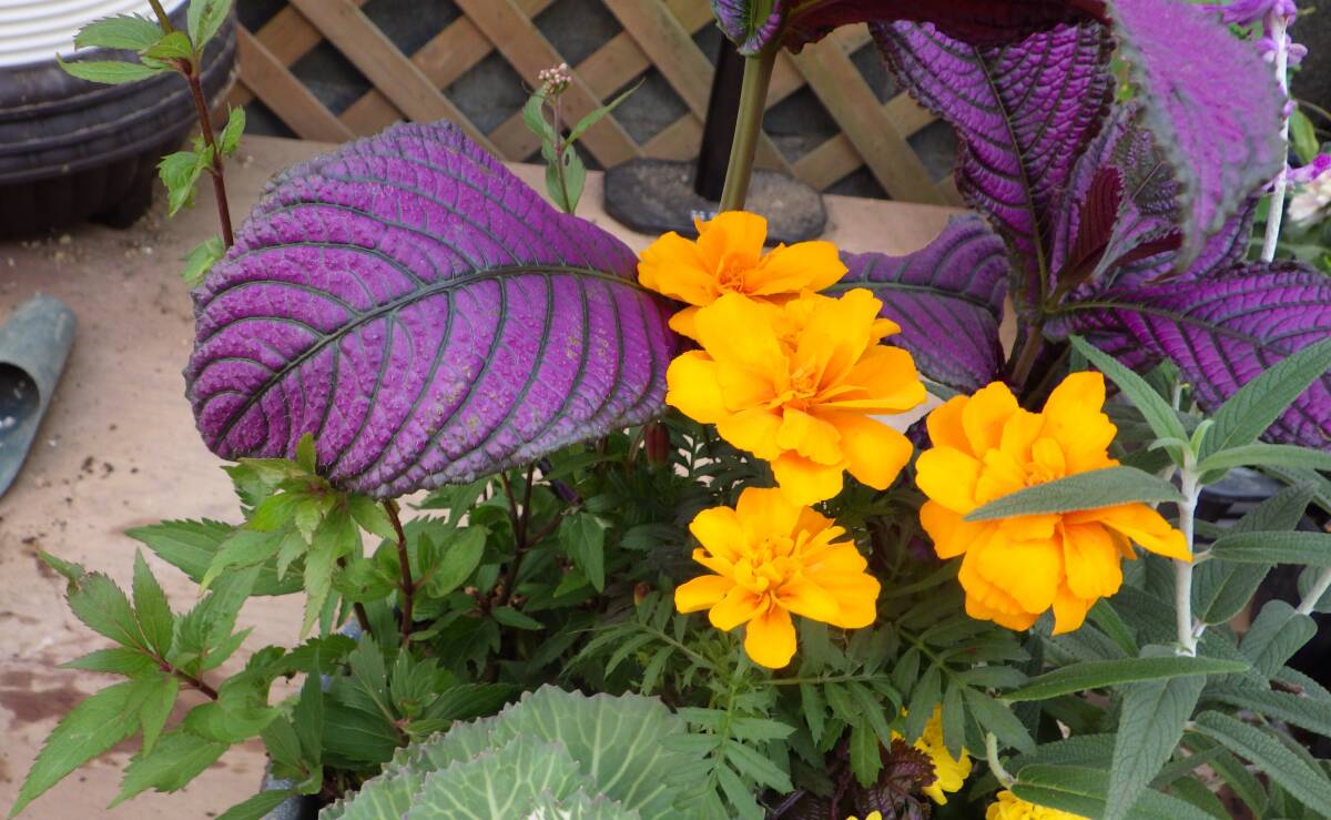 ●花束みたいな寄せ植え●アンティークプランター●ストロビランテス＊フジバカマ＊マリーゴールド＊葉牡丹＊リシマキア●現品●同梱可能●_画像4