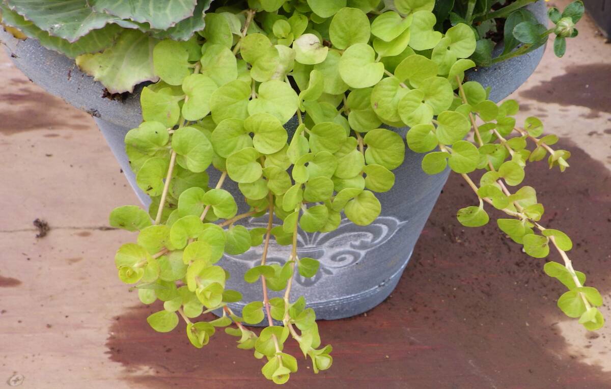 ●花束みたいな寄せ植え●アンティークプランター●ストロビランテス＊フジバカマ＊マリーゴールド＊葉牡丹＊リシマキア●現品●同梱可能●_画像7