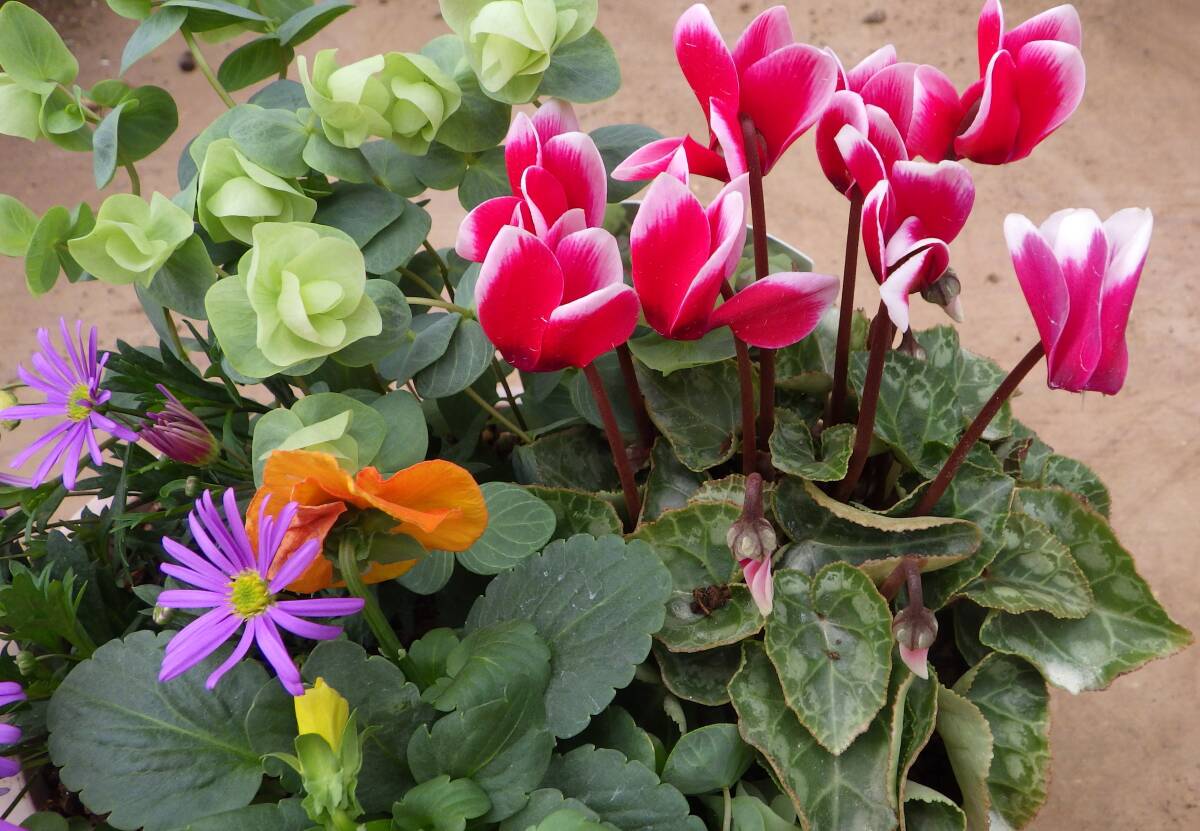 ●花束みたいな寄せ植え●楕円の小さなプランター●オレガノ＊シクラメン＊ブラキカム＊ビオラ＊ワイヤープランツ●現品●同梱可能●_画像5