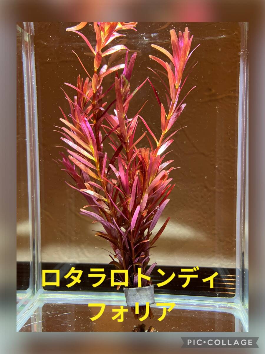 水草4種、ミナミヌマエビ10匹セットの画像2