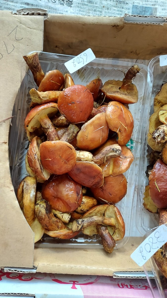 青森ハナイクジ130g1p1000円即決。11/8まで_画像1