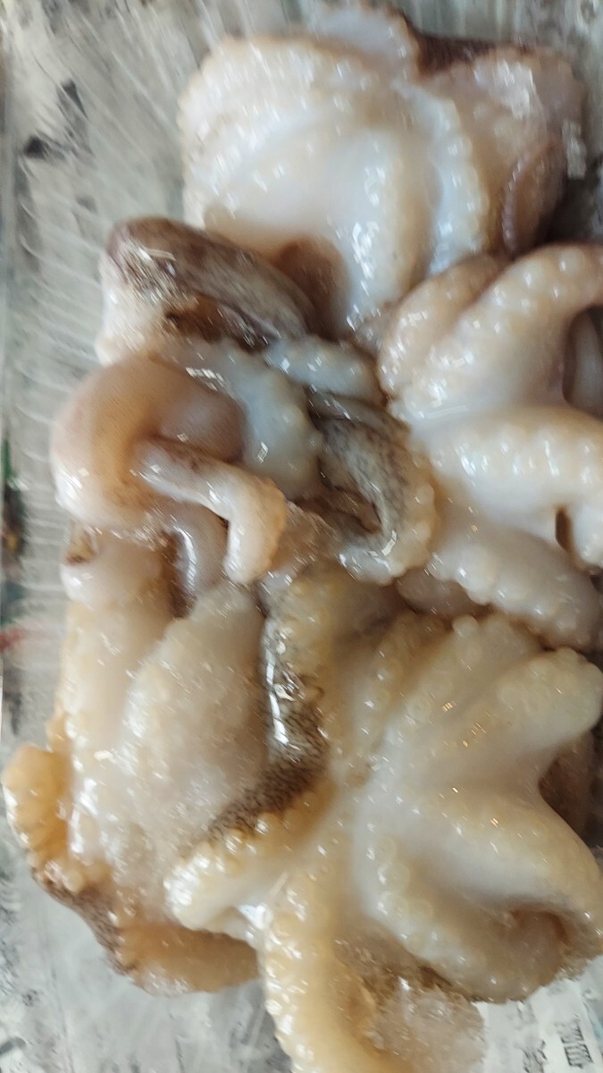 天然いいだこ10cm15匹セット1750円即決_画像2