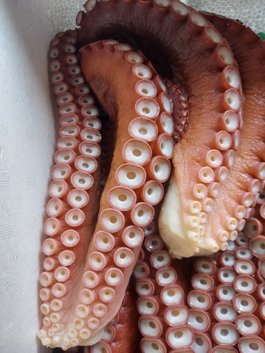 煮マダコ足40cm 2本(計650g位)セット1750円即決_画像1