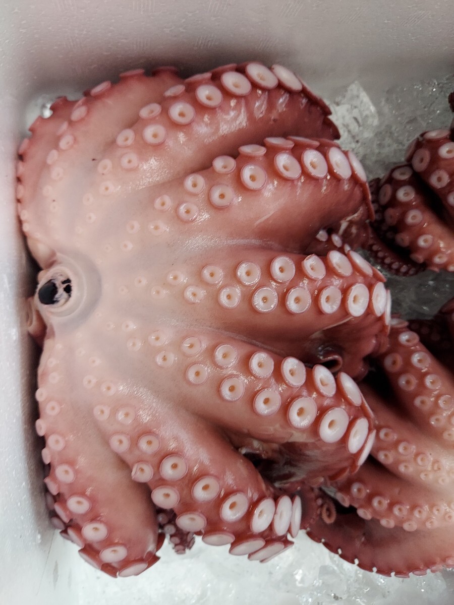 大マダコ870g1匹2590円即決_画像2