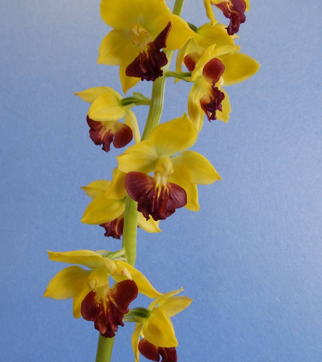 山野草　えびね　エビネ　NO.２　交配種　鉢植のままで発送いたします　　_画像2