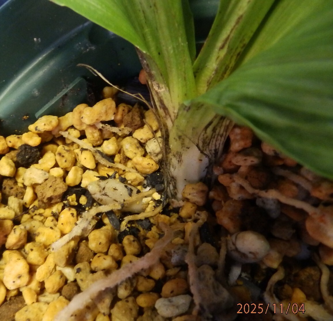 山野草　えびね　エビネ　NO.２　交配種　鉢植のままで発送いたします　　_画像8