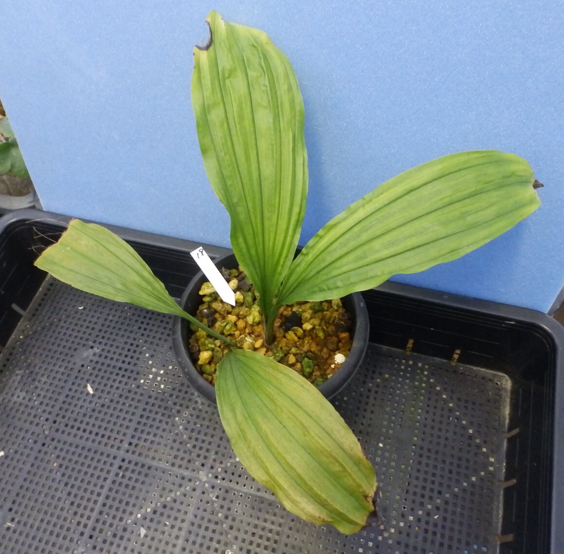  луговые и горные травы ... креветка neNO.19 название [ синий пустой ]