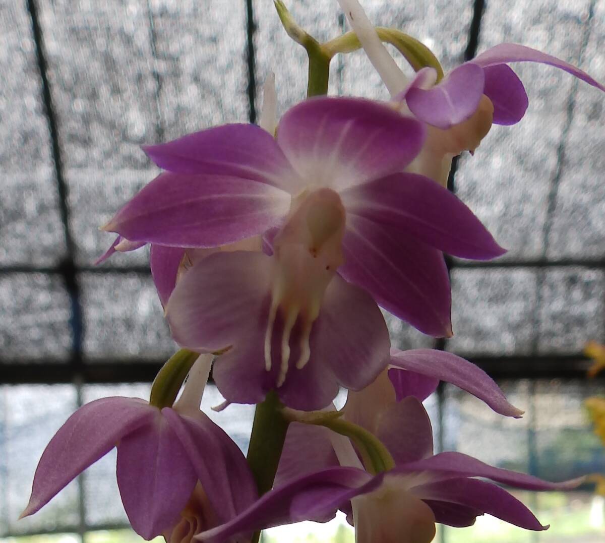  луговые и горные травы ... креветка neNO.19 название [ синий пустой ]