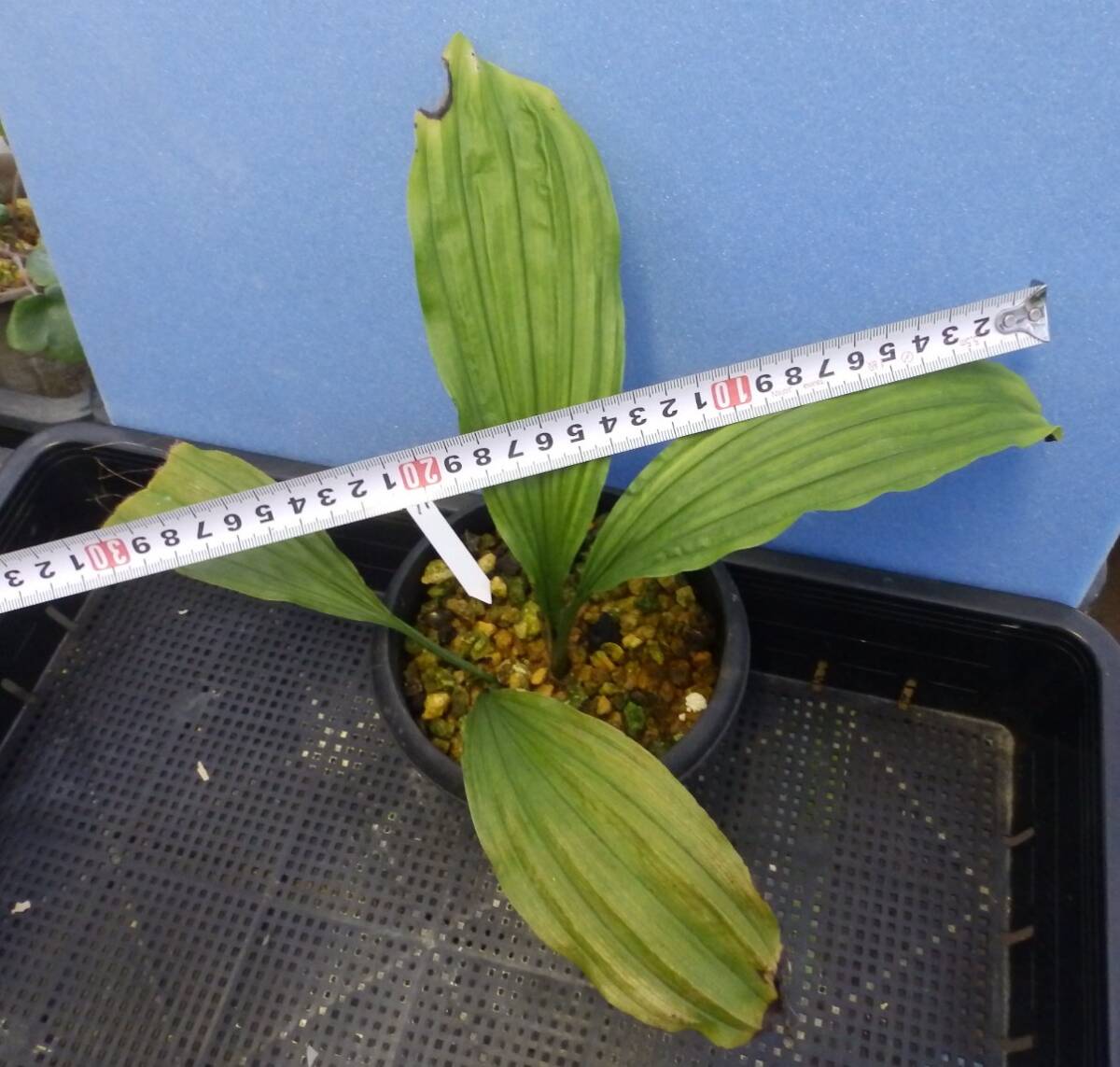  луговые и горные травы ... креветка neNO.19 название [ синий пустой ]