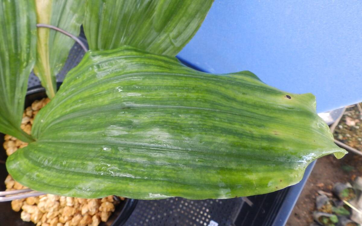  луговые и горные травы ... креветка neNO.23 название [ зеленый .]