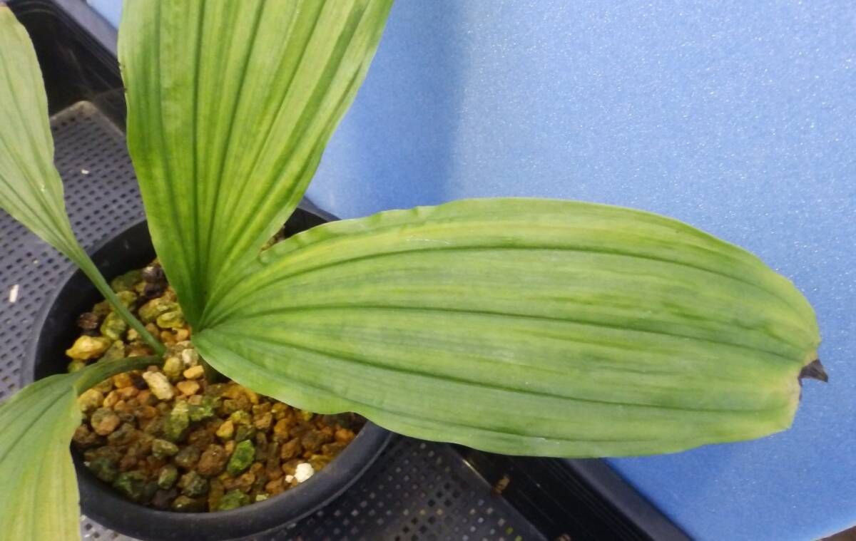  луговые и горные травы ... креветка neNO.19 название [ синий пустой ]