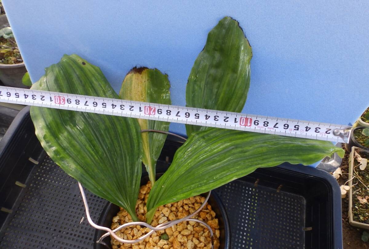  луговые и горные травы ... креветка neNO.23 название [ зеленый .]