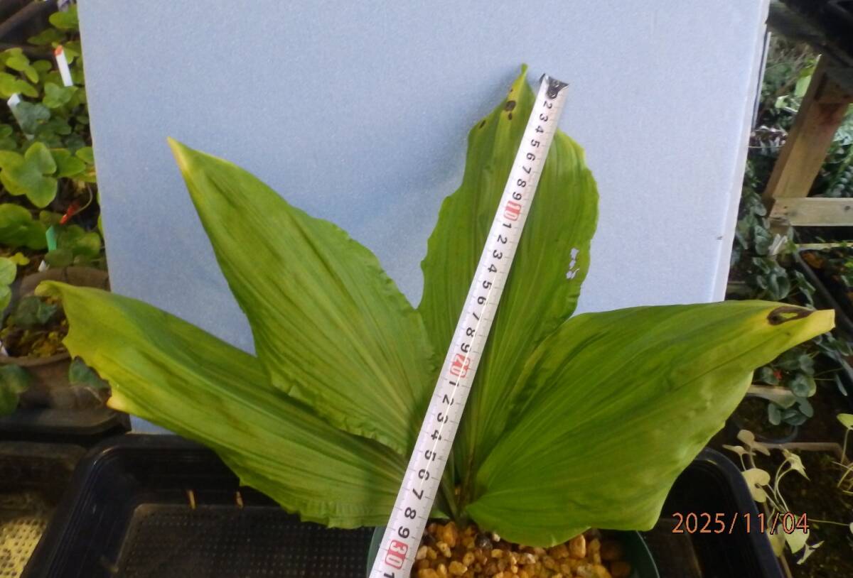 山野草　えびね　エビネ　NO.２　交配種　鉢植のままで発送いたします　　_画像9