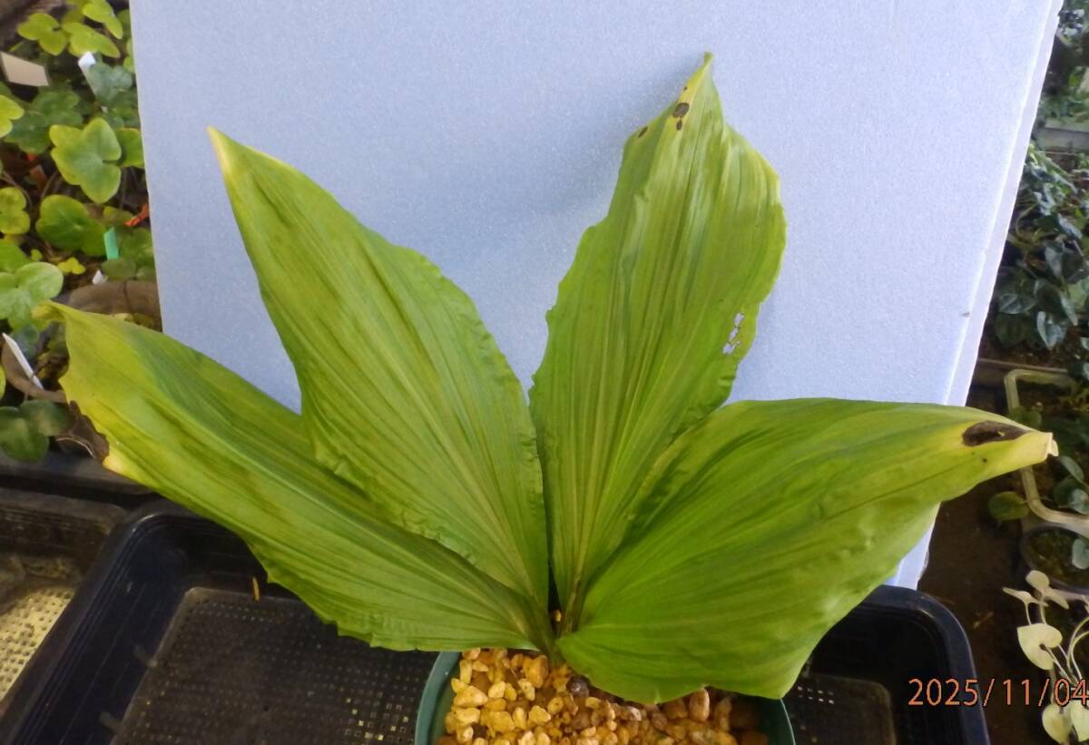 山野草　えびね　エビネ　NO.２　交配種　鉢植のままで発送いたします　　_画像3