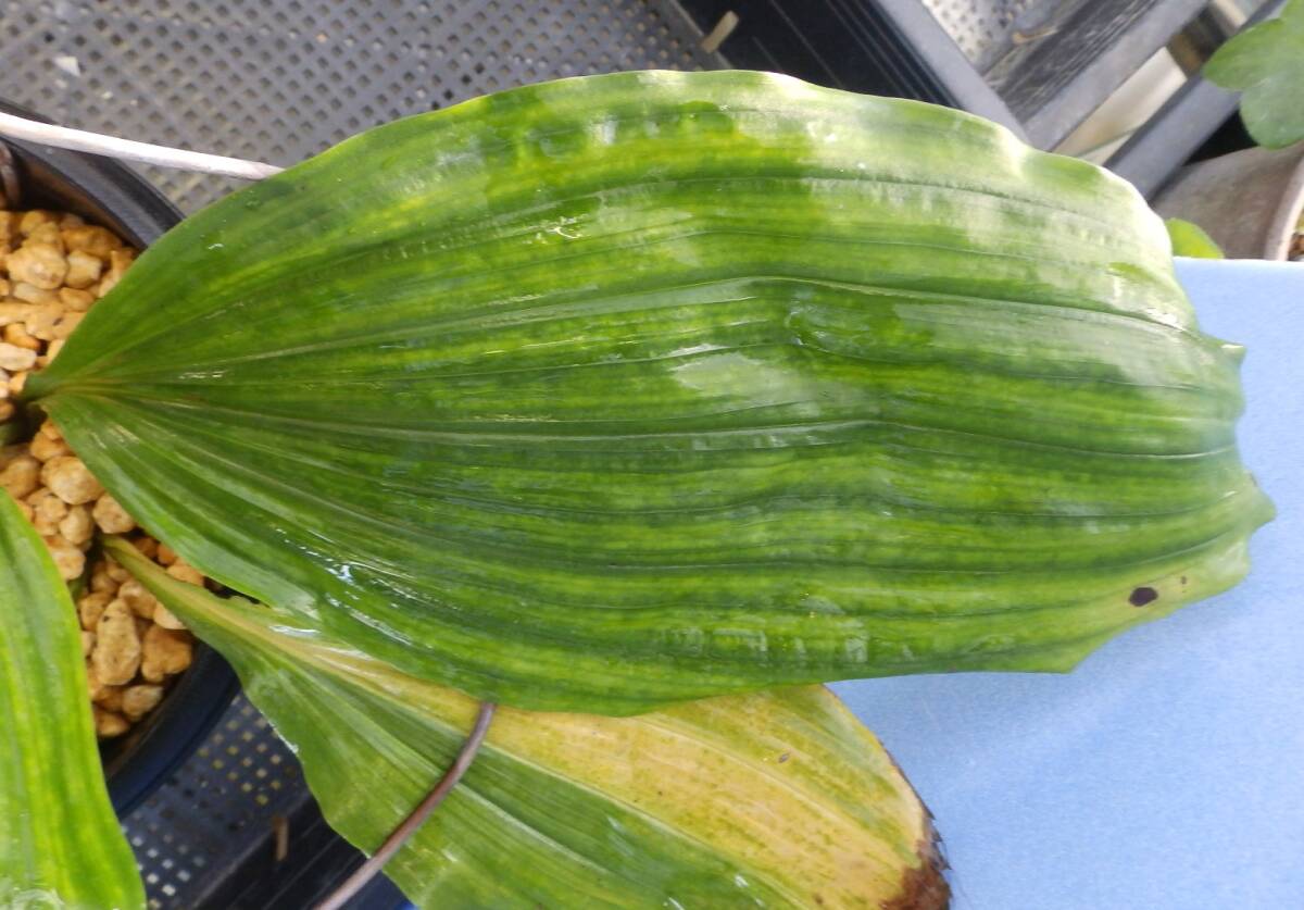  луговые и горные травы ... креветка neNO.23 название [ зеленый .]