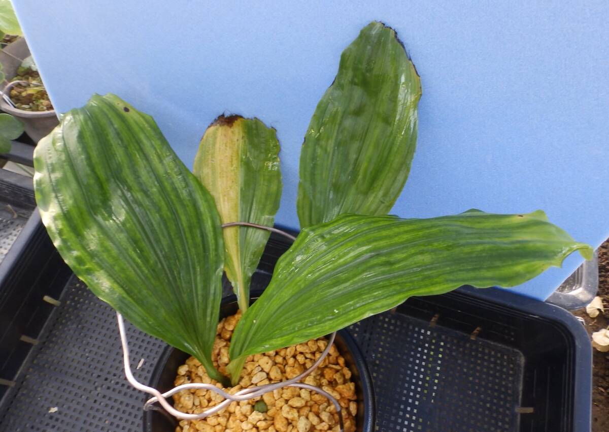  луговые и горные травы ... креветка neNO.23 название [ зеленый .]