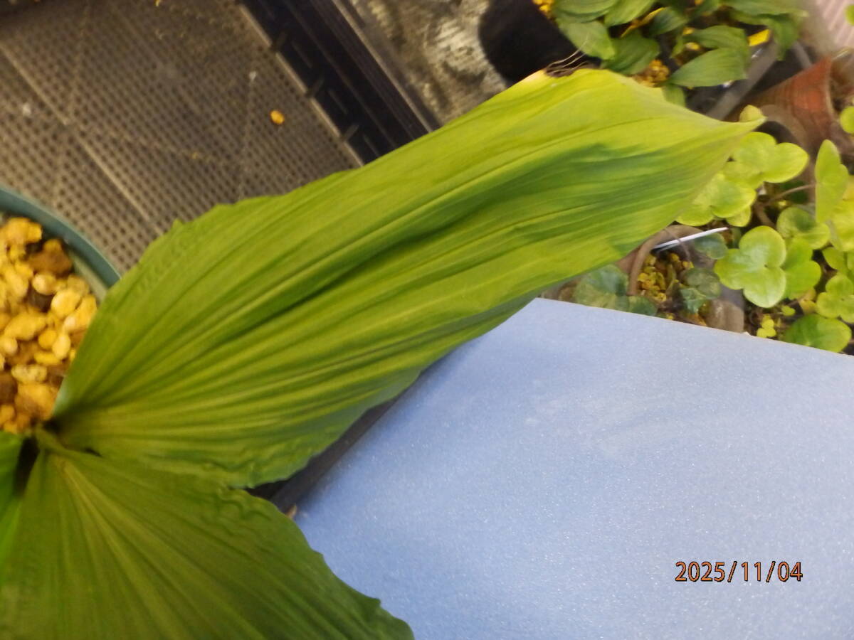 山野草　えびね　エビネ　NO.２　交配種　鉢植のままで発送いたします　　_画像4