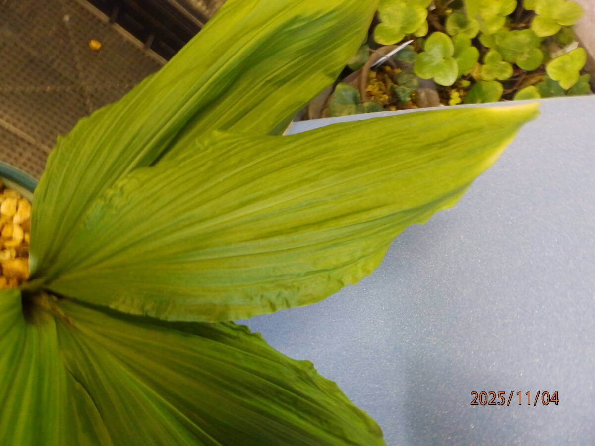 山野草　えびね　エビネ　NO.２　交配種　鉢植のままで発送いたします　　_画像5