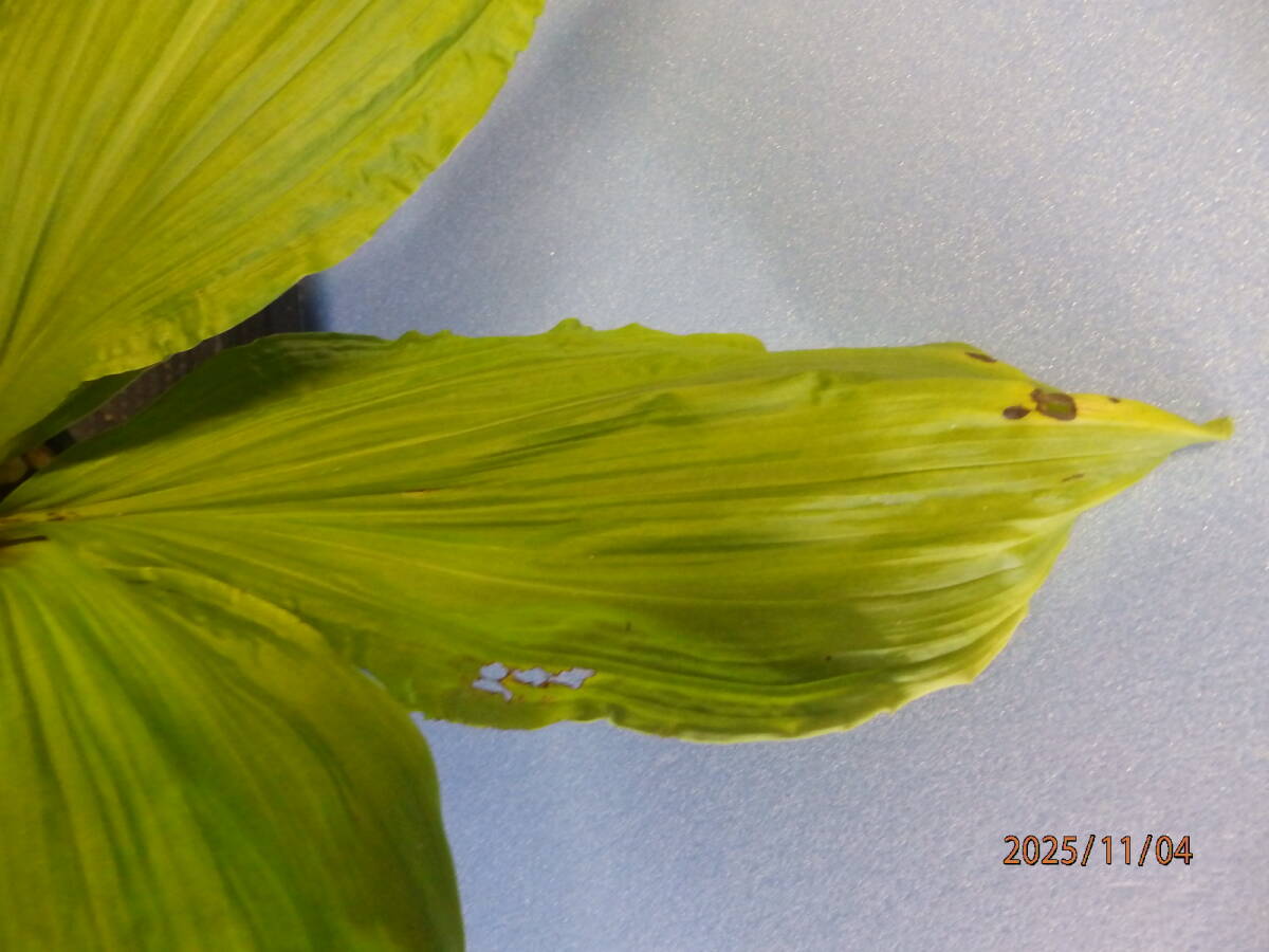 山野草　えびね　エビネ　NO.２　交配種　鉢植のままで発送いたします　　_画像6