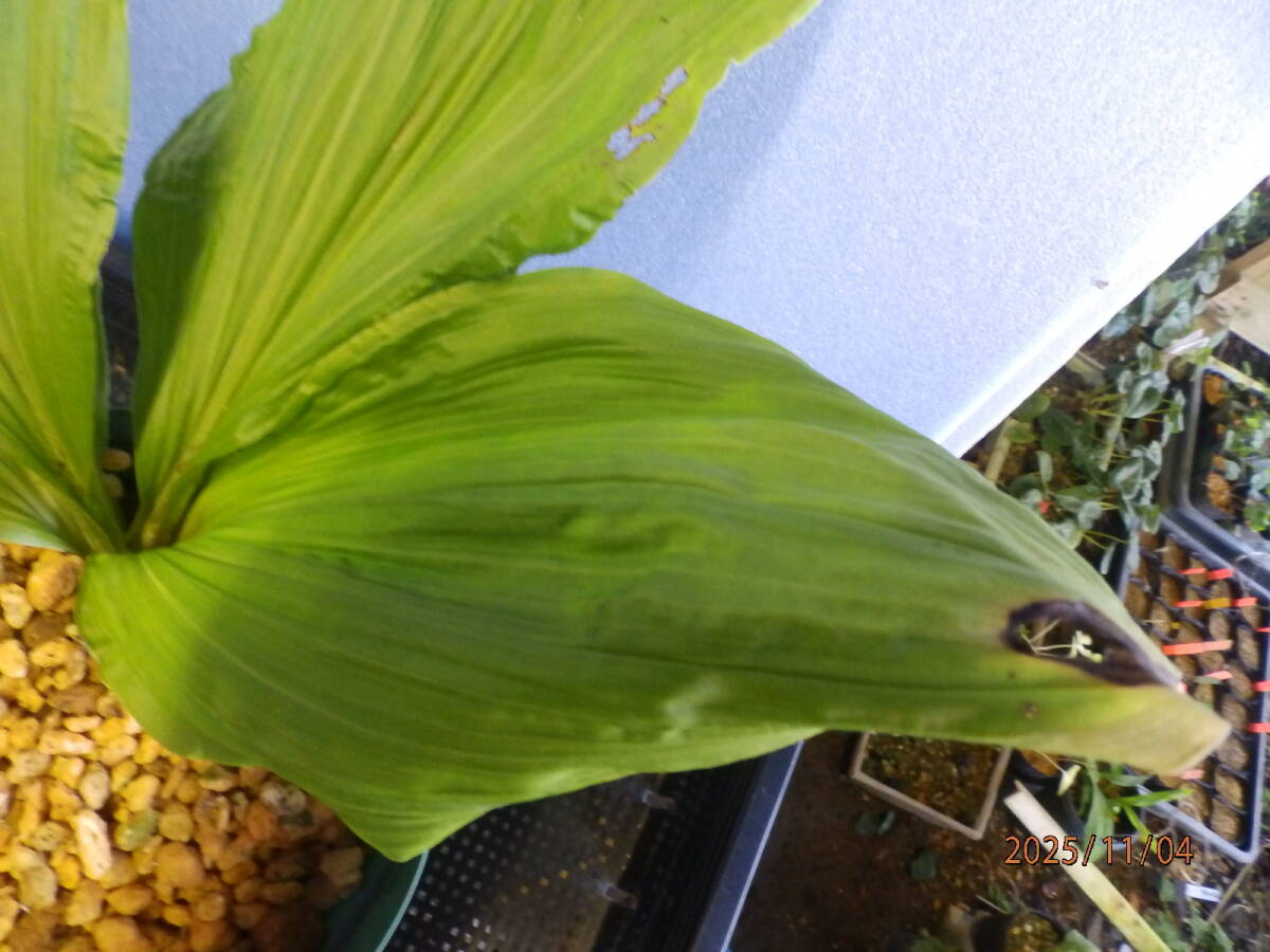 山野草　えびね　エビネ　NO.２　交配種　鉢植のままで発送いたします　　_画像7