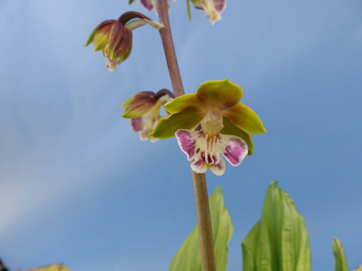  луговые и горные травы ... креветка neNO.23 название [ зеленый .]