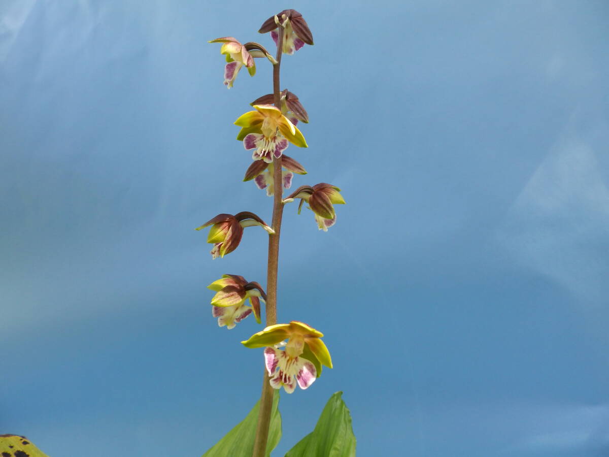  луговые и горные травы ... креветка neNO.23 название [ зеленый .]