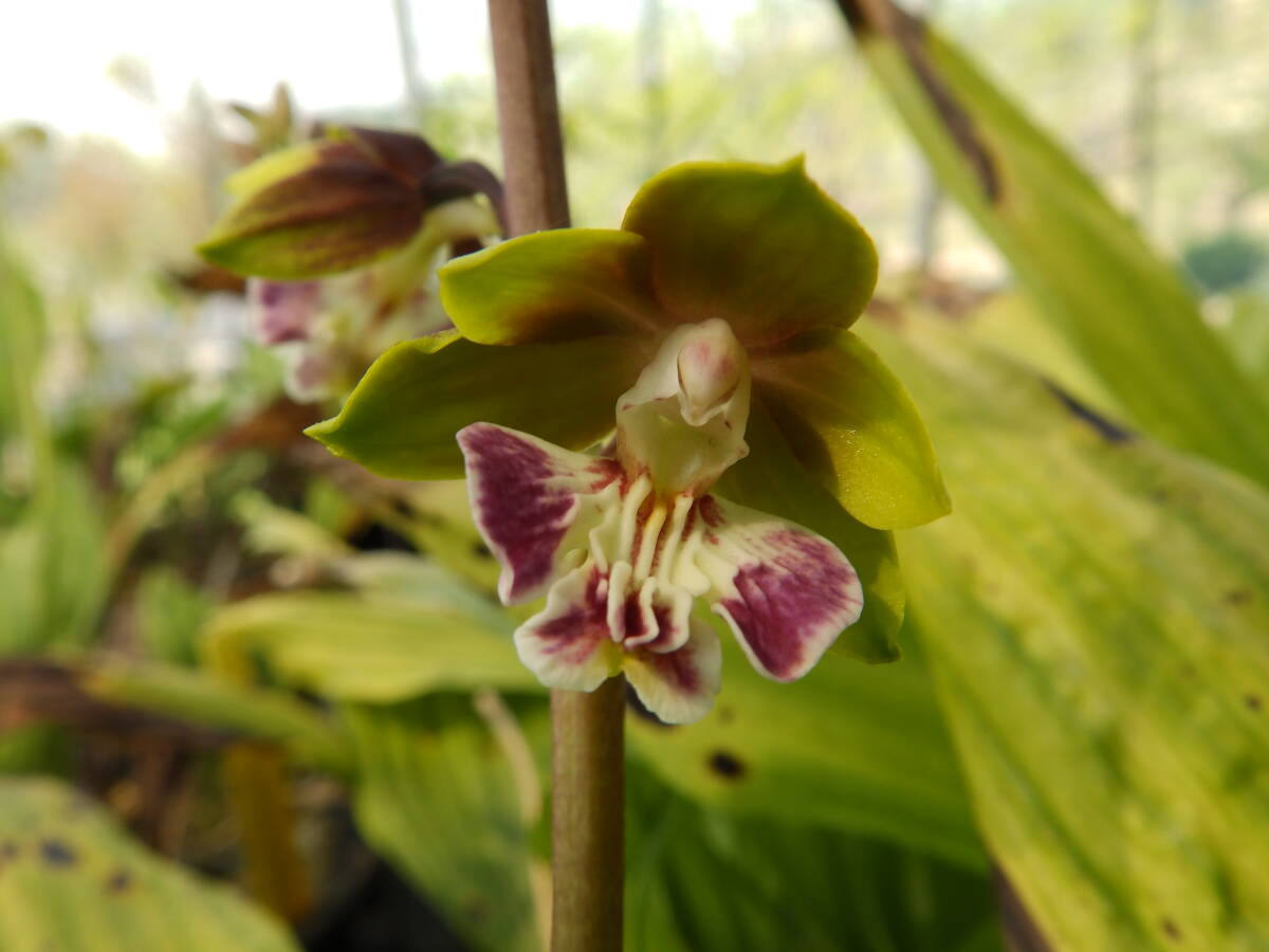  луговые и горные травы ... креветка neNO.23 название [ зеленый .]