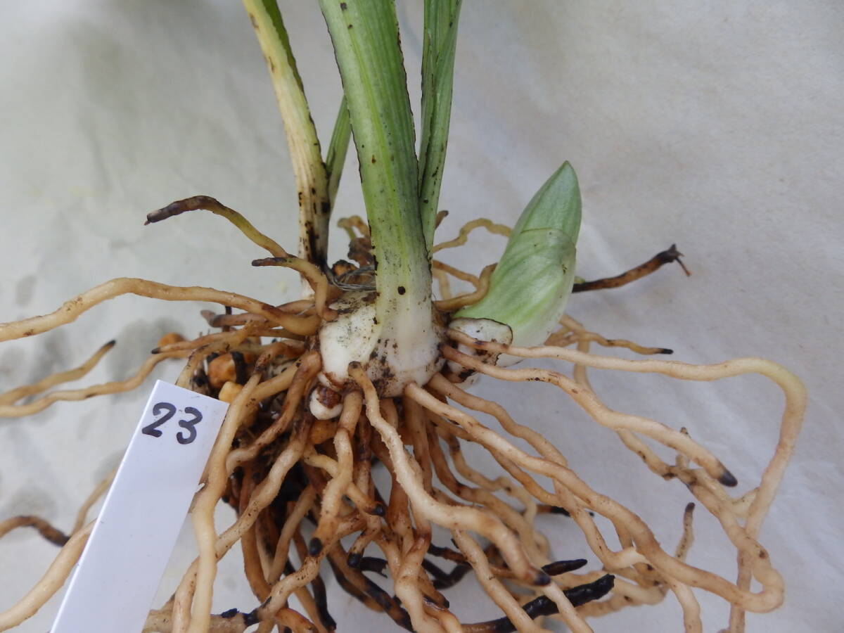  луговые и горные травы ... креветка neNO.23 название [ зеленый .]