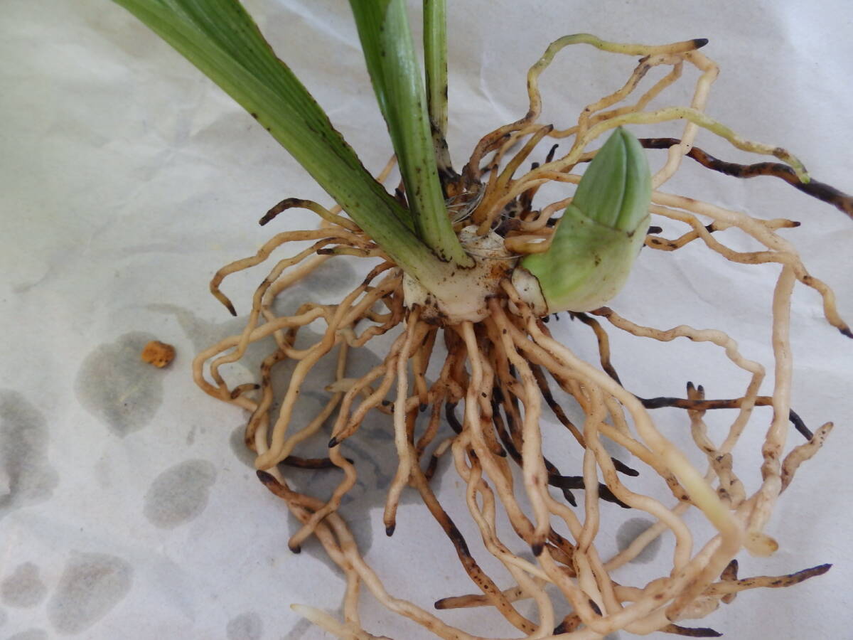  луговые и горные травы ... креветка neNO.23 название [ зеленый .]