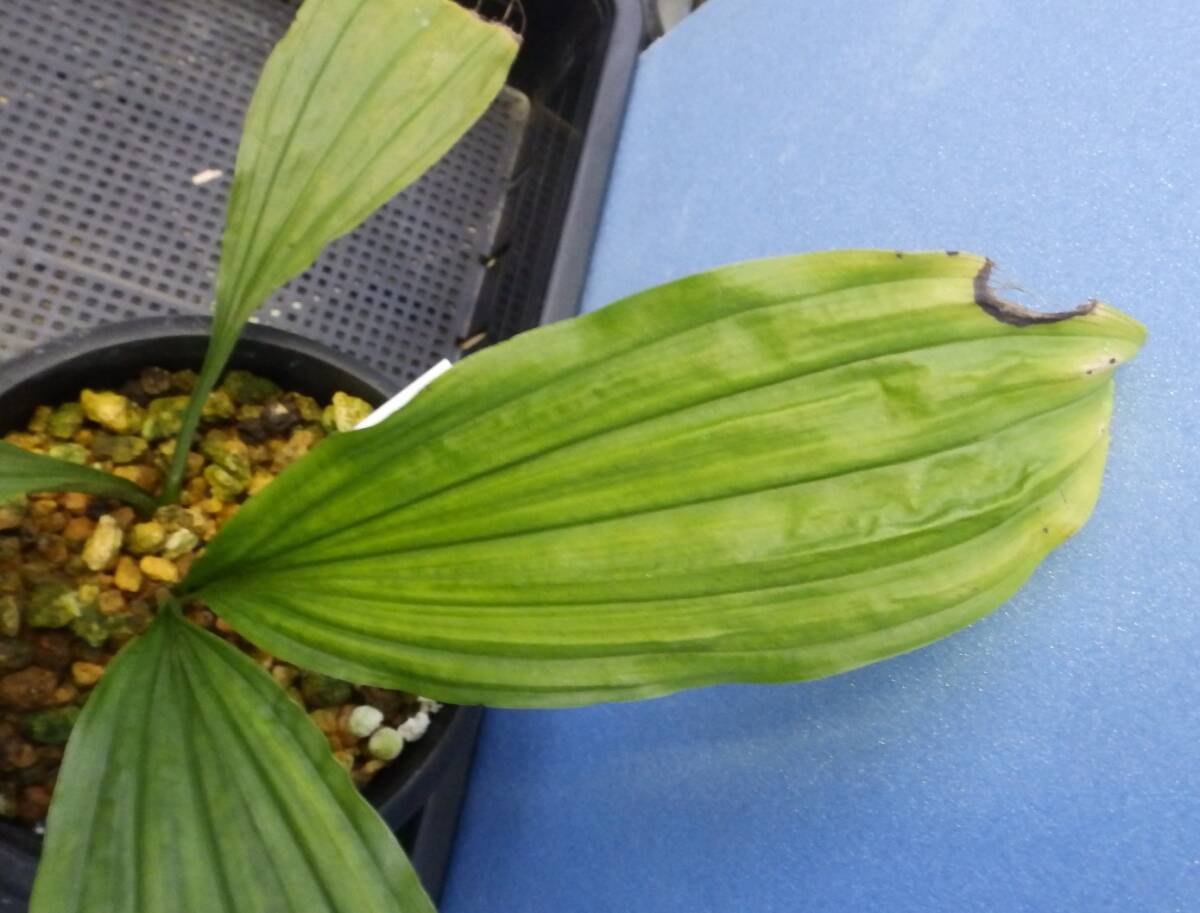  луговые и горные травы ... креветка neNO.19 название [ синий пустой ]