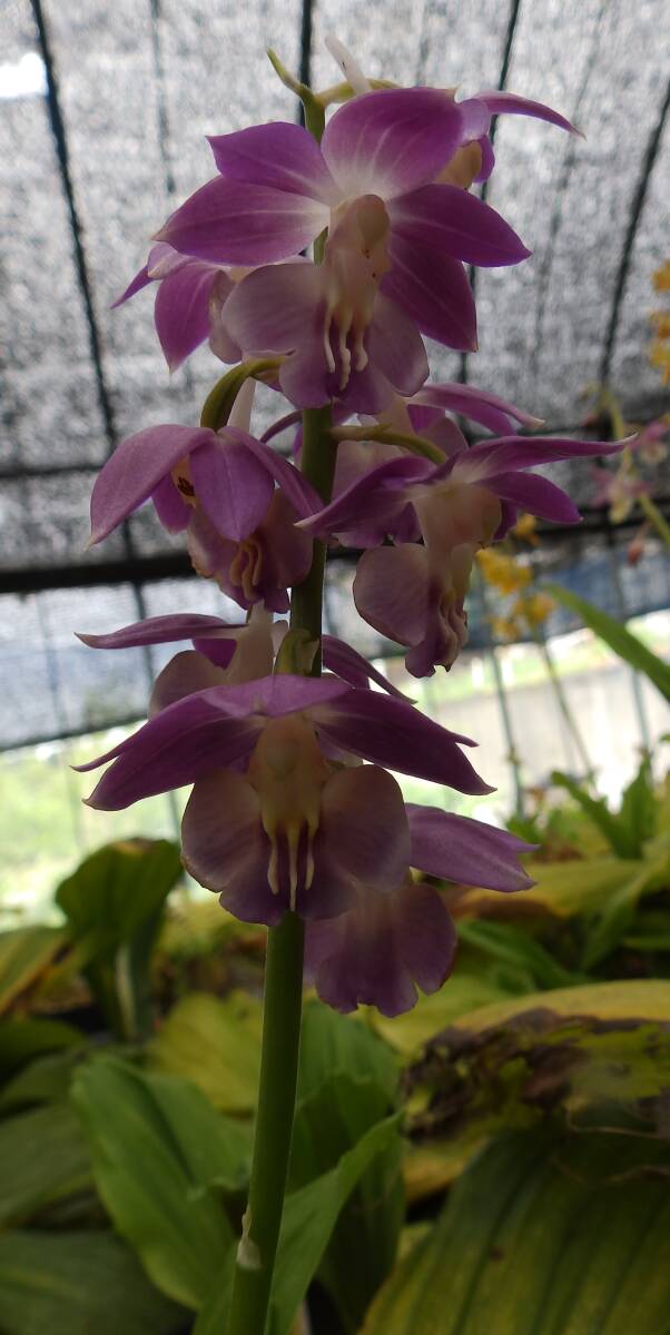  луговые и горные травы ... креветка neNO.19 название [ синий пустой ]