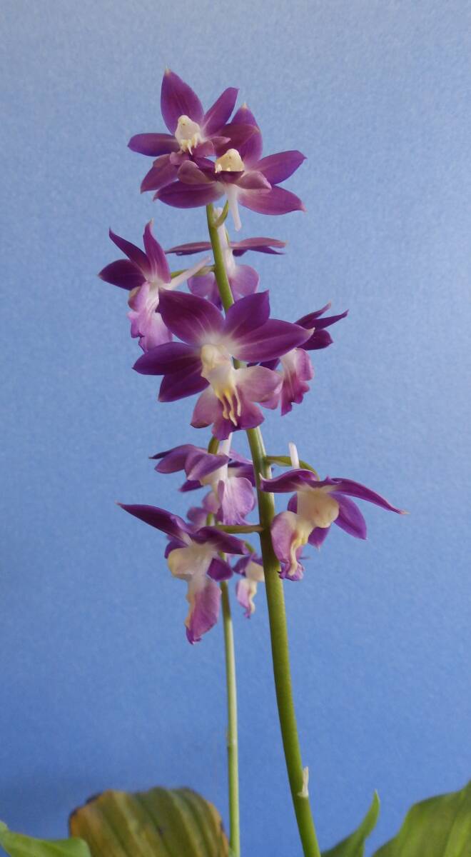  луговые и горные травы ... креветка neNO.19 название [ синий пустой ]