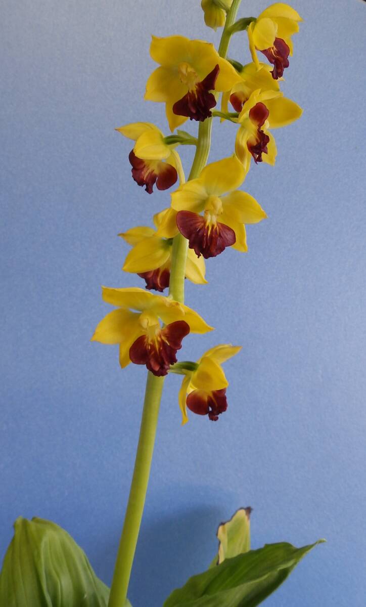 山野草　えびね　エビネ　NO.２　交配種　鉢植のままで発送いたします　　_画像1