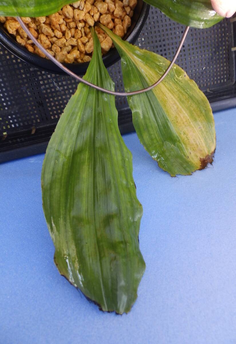  луговые и горные травы ... креветка neNO.23 название [ зеленый .]