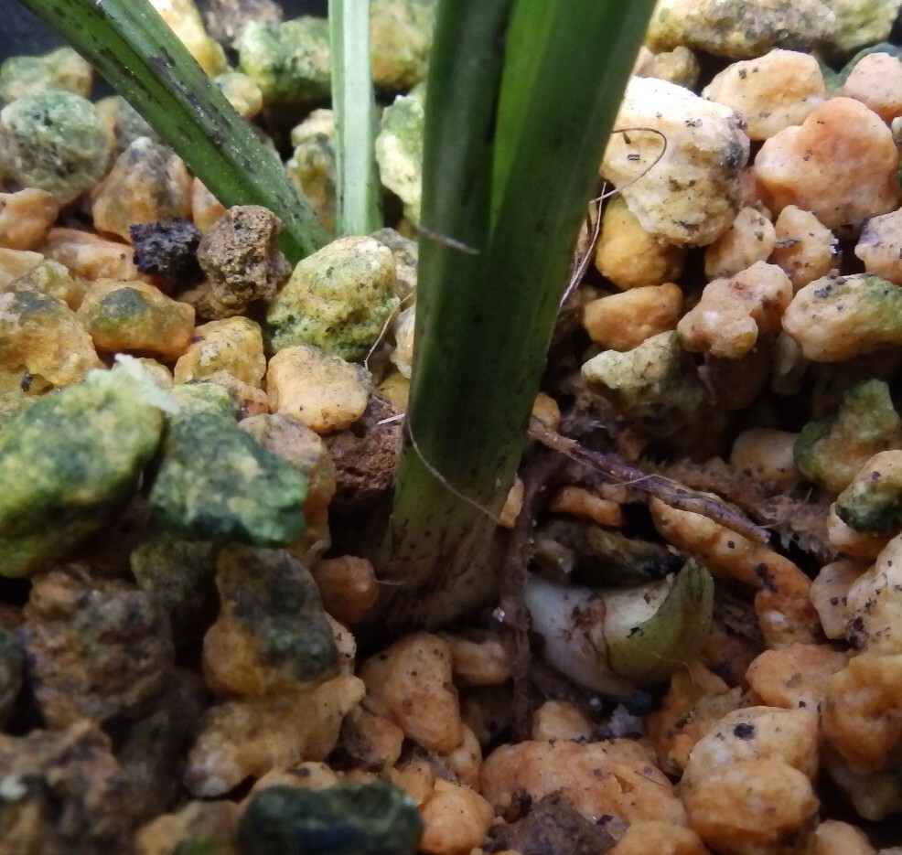  луговые и горные травы ... креветка neNO.19 название [ синий пустой ]