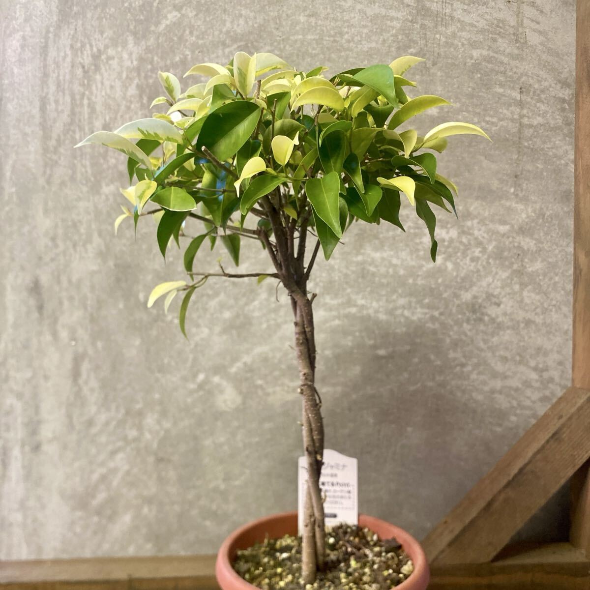  декоративное растение Benjamin .... прекрасный 