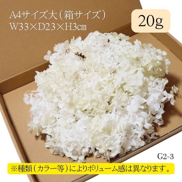 гортензия дыра bell гортензия 20g белый хаки G2-3 консервированный цветок .... фиолетовый . цветок материалы для цветочной композиции цветок ручная работа материалы для цветочной композиции