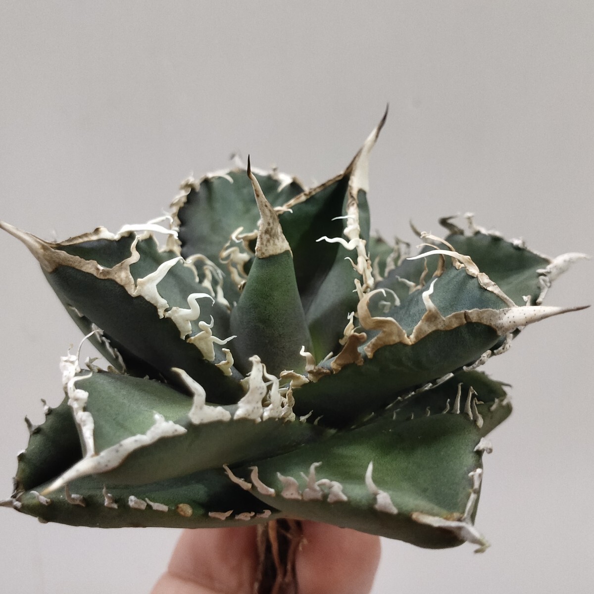 978 多肉植物 Agave titanotaIRAN Emerald，アガベチタノタ イランエメラルド 極上株の画像6