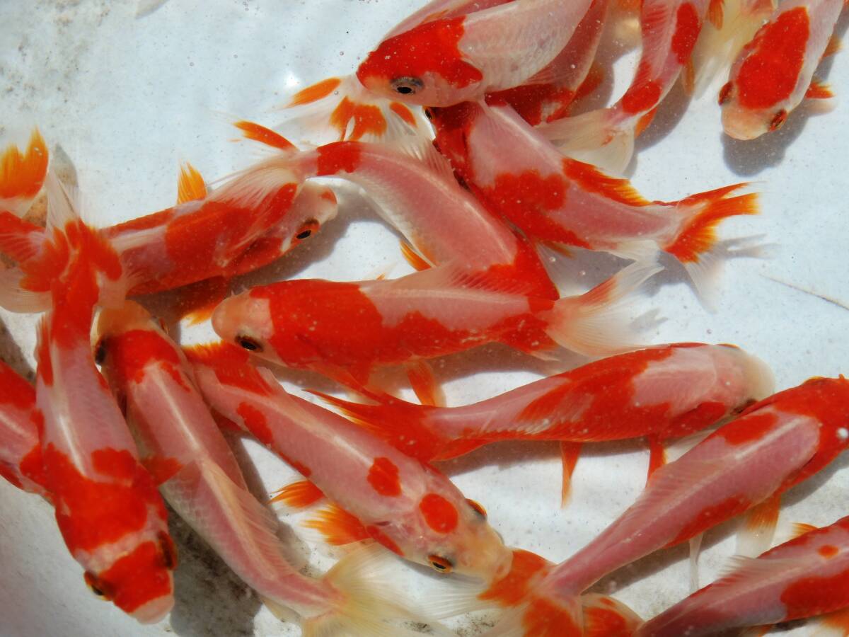 ■更紗和金 10匹約8cm■R19R-10_画像2