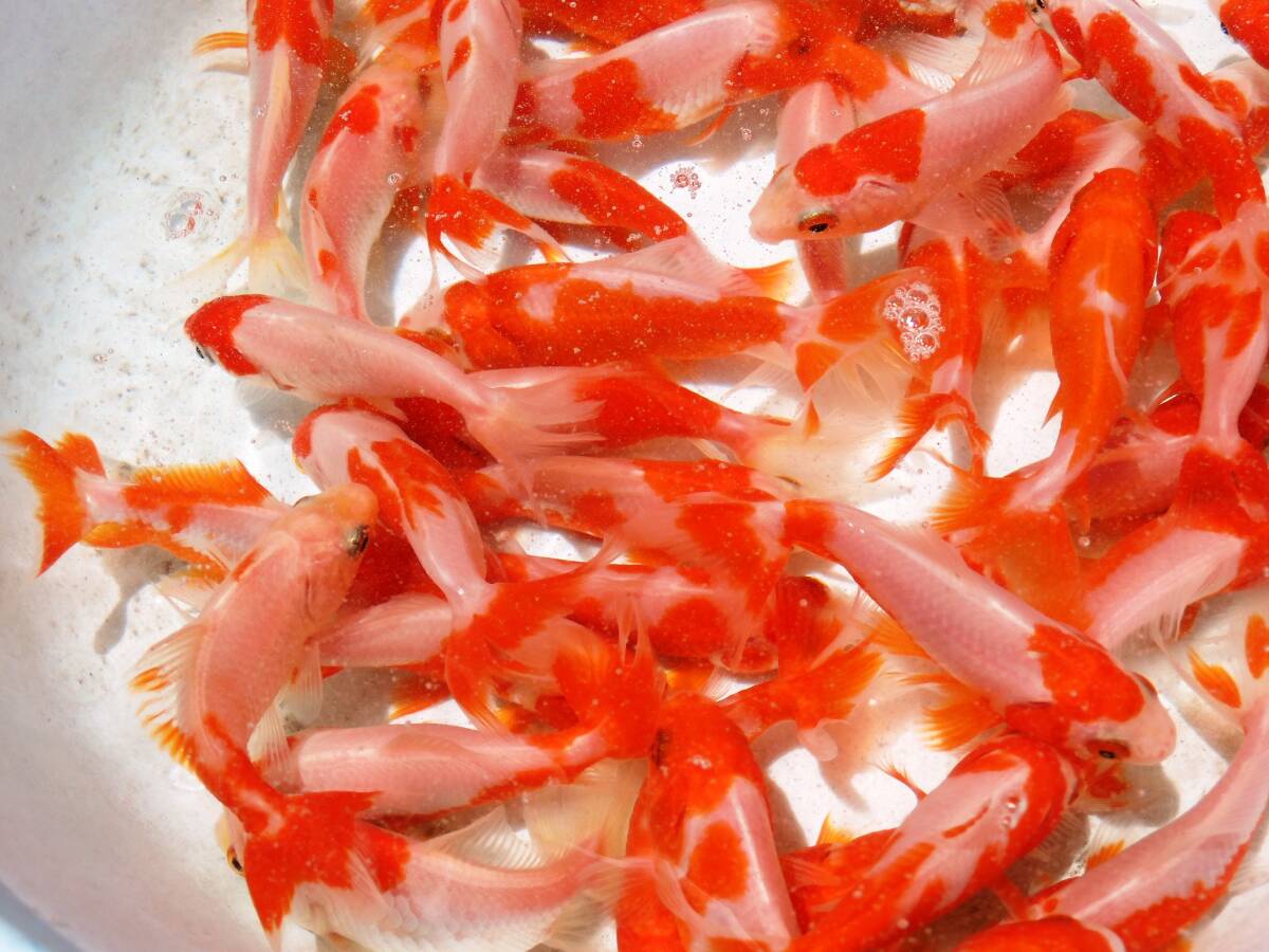 ■更紗和金 10匹約8cm■R19R-10_画像3